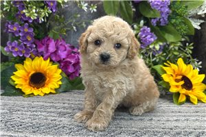 Mitchell - puppy for sale