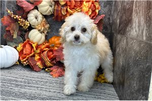 Rose - Toy Poodle for sale