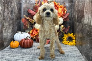 Mitchell - Poodle, Toy, placed in Fort Wayne