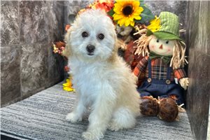 Rose, a Toy Poodle puppy
