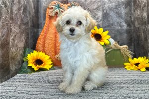 Rose - Poodle, Toy for sale