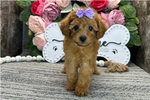 Rumi - Poodle, Toy for sale