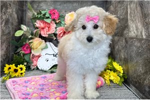 Edith - Toy Poodle for sale