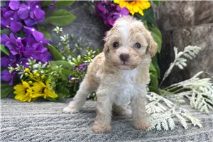 Rita - puppy for sale