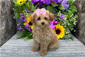 Missy - Poodle, Toy for sale