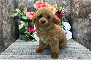 Max - Poodle, Toy for sale
