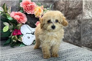 Mitchell - Poodle, Toy for sale