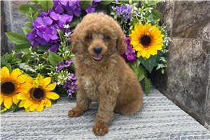 Max - Poodle, Toy for sale