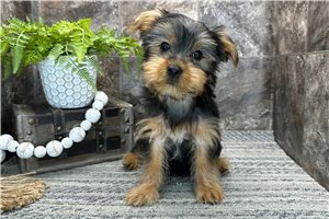 Bugs - Yorkshire Terrier - Yorkie for sale