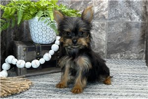 Barbie - Yorkshire Terrier - Yorkie for sale