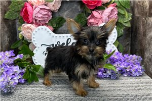 Betty - Yorkshire Terrier - Yorkie for sale