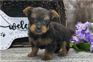 Baxter - Yorkshire Terrier - Yorkie for sale