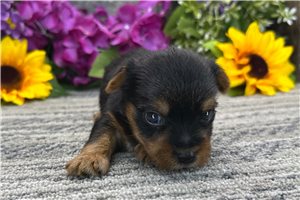 Bugs - Yorkshire Terrier - Yorkie for sale