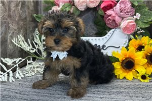 Odie - Yorkshire Terrier - Yorkie for sale