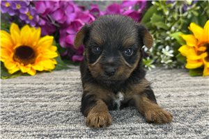 Brylie - puppy for sale