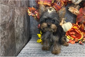 Nancy - Yorkie for sale