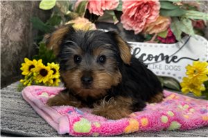Dagger - Yorkshire Terrier - Yorkie for sale