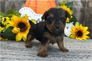 Peaches - Yorkie for sale