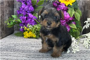 Noodle - Yorkshire Terrier - Yorkie for sale