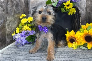 Dagger - Yorkshire Terrier - Yorkie for sale