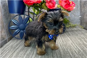 Simon - Yorkshire Terrier - Yorkie for sale