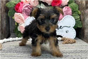 Noodle - Yorkshire Terrier - Yorkie for sale
