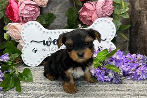 Nicholas - Yorkshire Terrier - Yorkie for sale