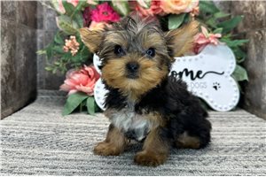 Neko - Yorkshire Terrier - Yorkie for sale
