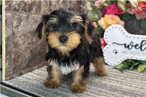 Nicholas - Yorkshire Terrier - Yorkie for sale