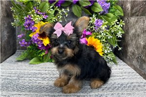 Brylie - Yorkshire Terrier - Yorkie for sale
