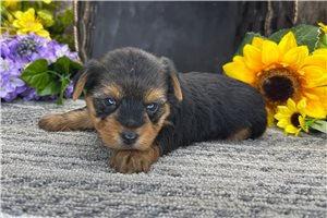 Pauly - puppy for sale