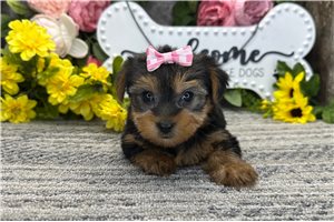 Poppy - Yorkshire Terrier - Yorkie for sale