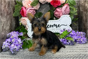 Baylee - puppy for sale