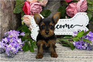 Nicky - Yorkshire Terrier - Yorkie for sale