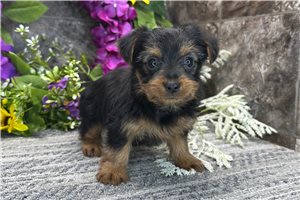 Nelly - Yorkshire Terrier - Yorkie for sale