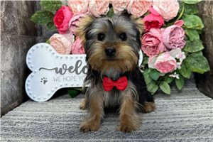 Dagger - Yorkshire Terrier - Yorkie for sale