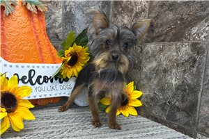 Betty - Yorkie for sale