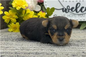 Tucker - Yorkshire Terrier - Yorkie for sale
