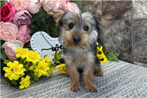 Dagger - Yorkshire Terrier - Yorkie for sale