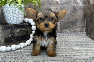 Neko - Yorkshire Terrier - Yorkie for sale
