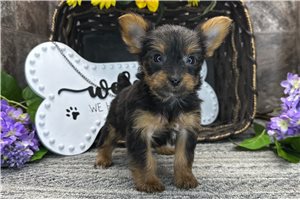 Betty - Yorkshire Terrier - Yorkie for sale