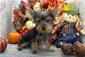 Nate - puppy for sale