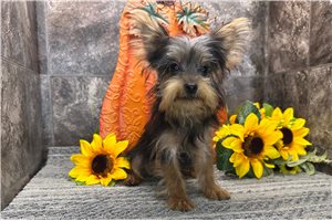 Baxter - Yorkshire Terrier - Yorkie for sale