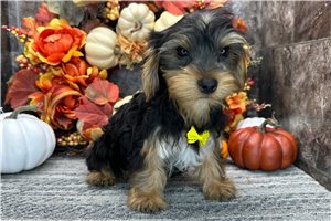 Nicholas - Yorkie for sale
