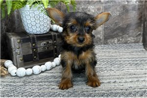 Nicky - Yorkshire Terrier - Yorkie for sale