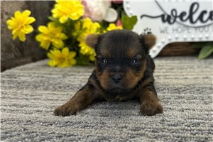 Titus - puppy for sale