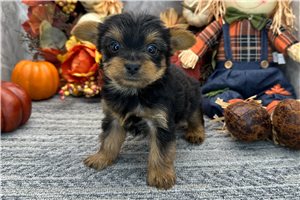 Paxton - Yorkie for sale