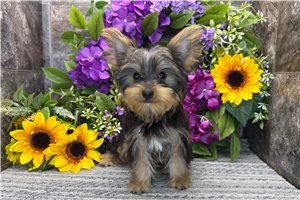 Carlson - Yorkshire Terrier - Yorkie for sale