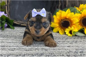Poppy - Yorkshire Terrier - Yorkie for sale