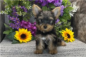 Tucker - Yorkshire Terrier - Yorkie for sale